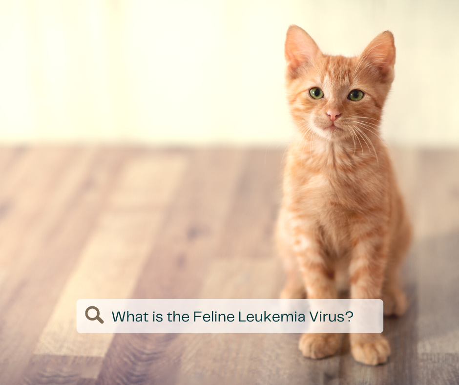 Picture of Grey Bruce Pet Hospital - What is the Feline Leukemia Virus? The Feline ...
