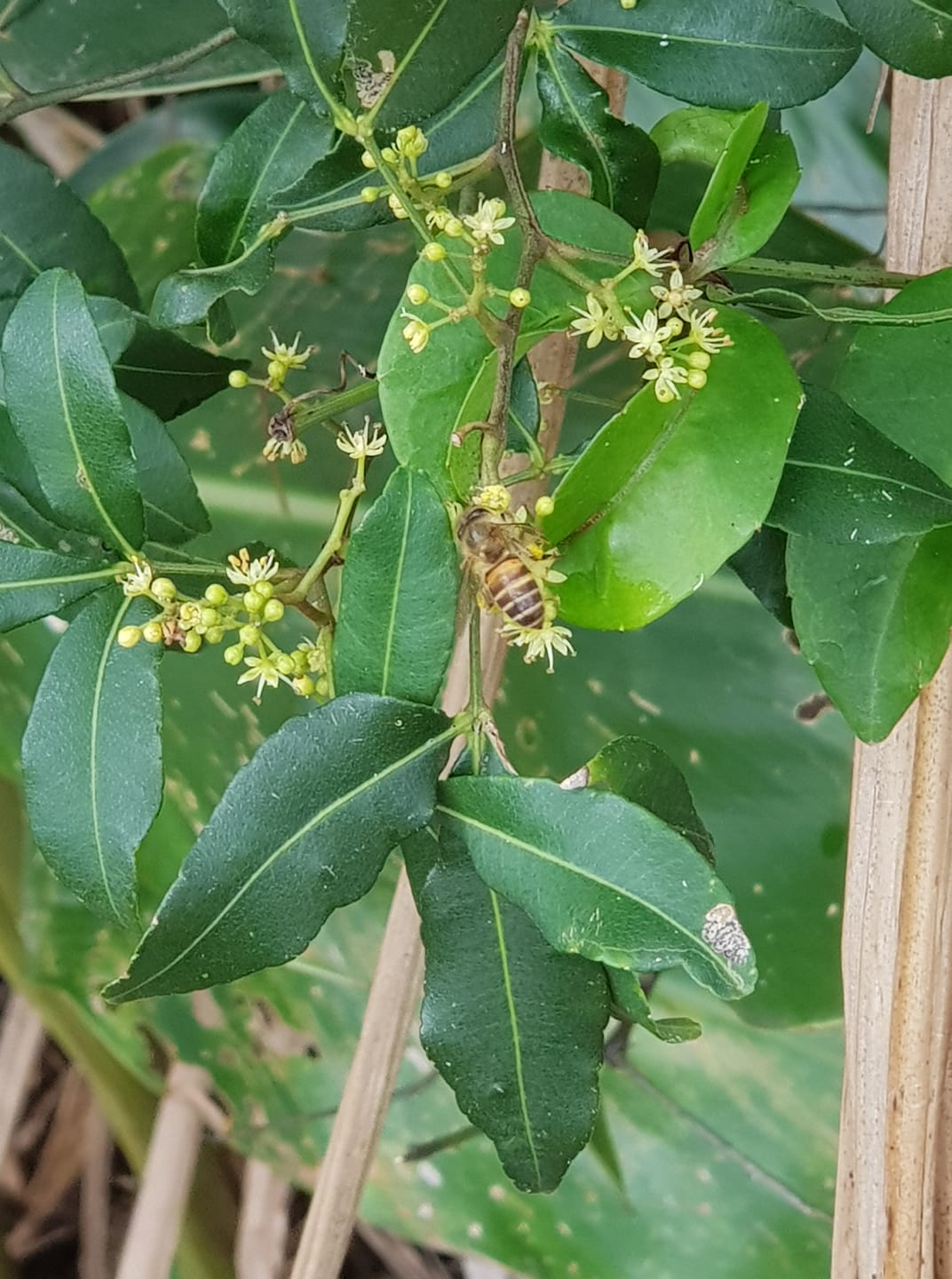臺灣蜜源植物物候與蜜蜂訪花監測資料庫 | （1)物種名：刺五加 (三葉) | Facebook