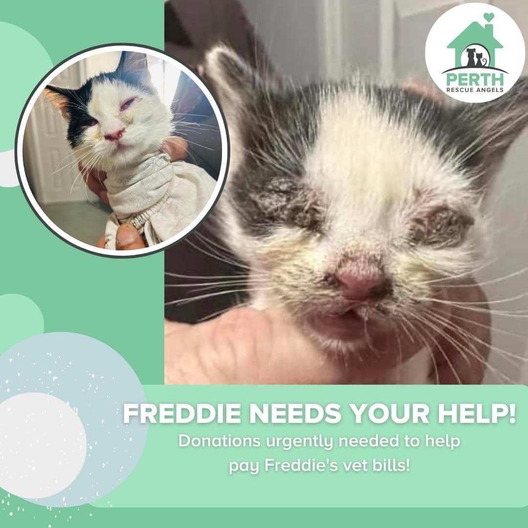 ⭐️💫 HELP US HELP FREDDIE 💫⭐️ Meet... - Perth Rescue Angels