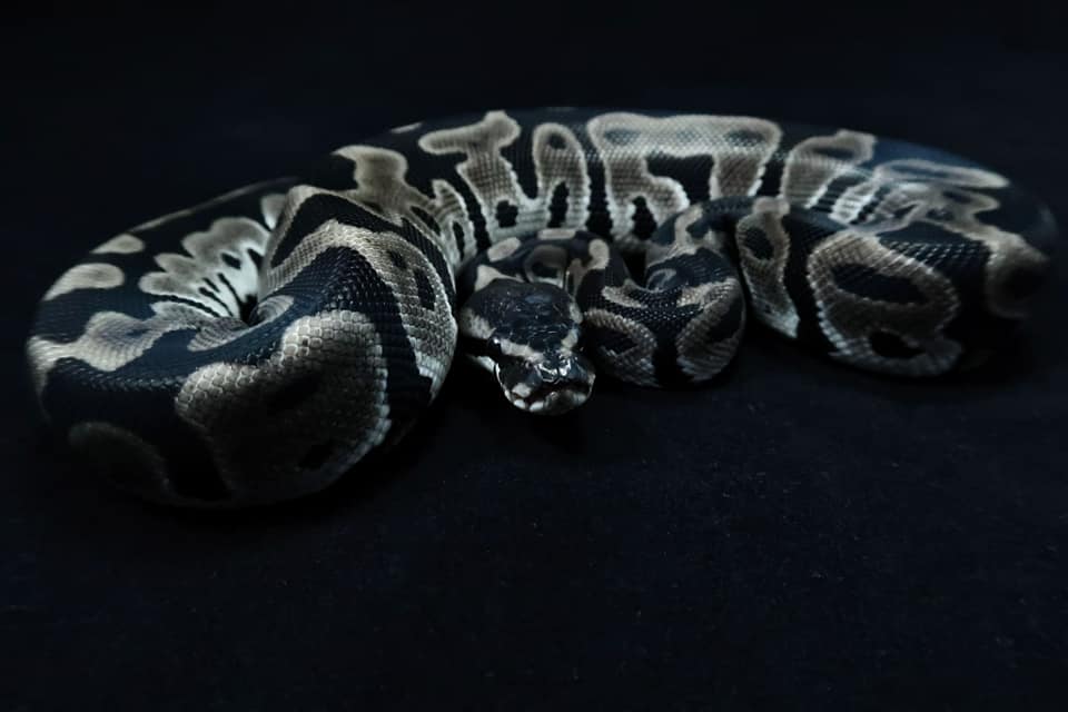 Lesser Leopard Tsk Axanthic. Love this combo in black & white