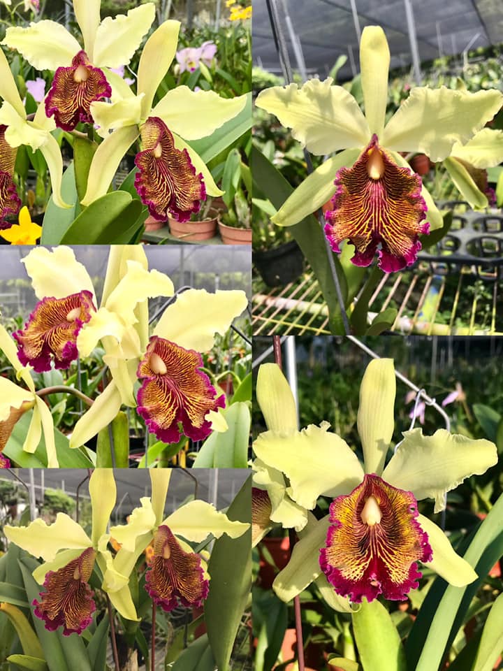 Cattleya dowiana v aurea seedlings