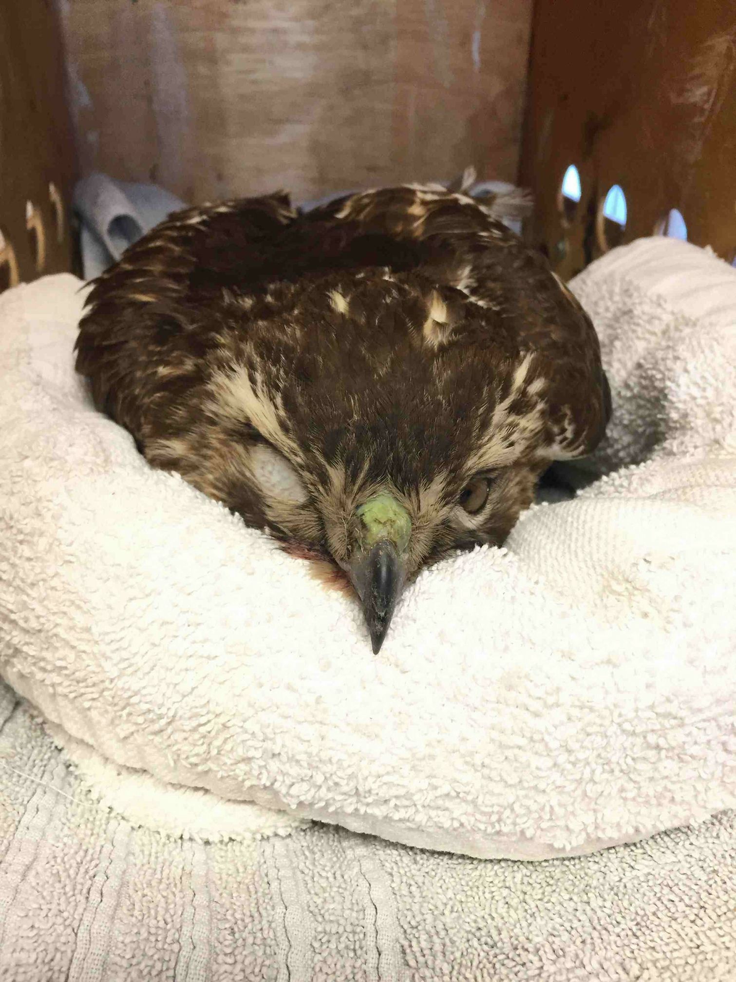 This Red-tailed hawk was admitted on January 28 with severe head trauma ...