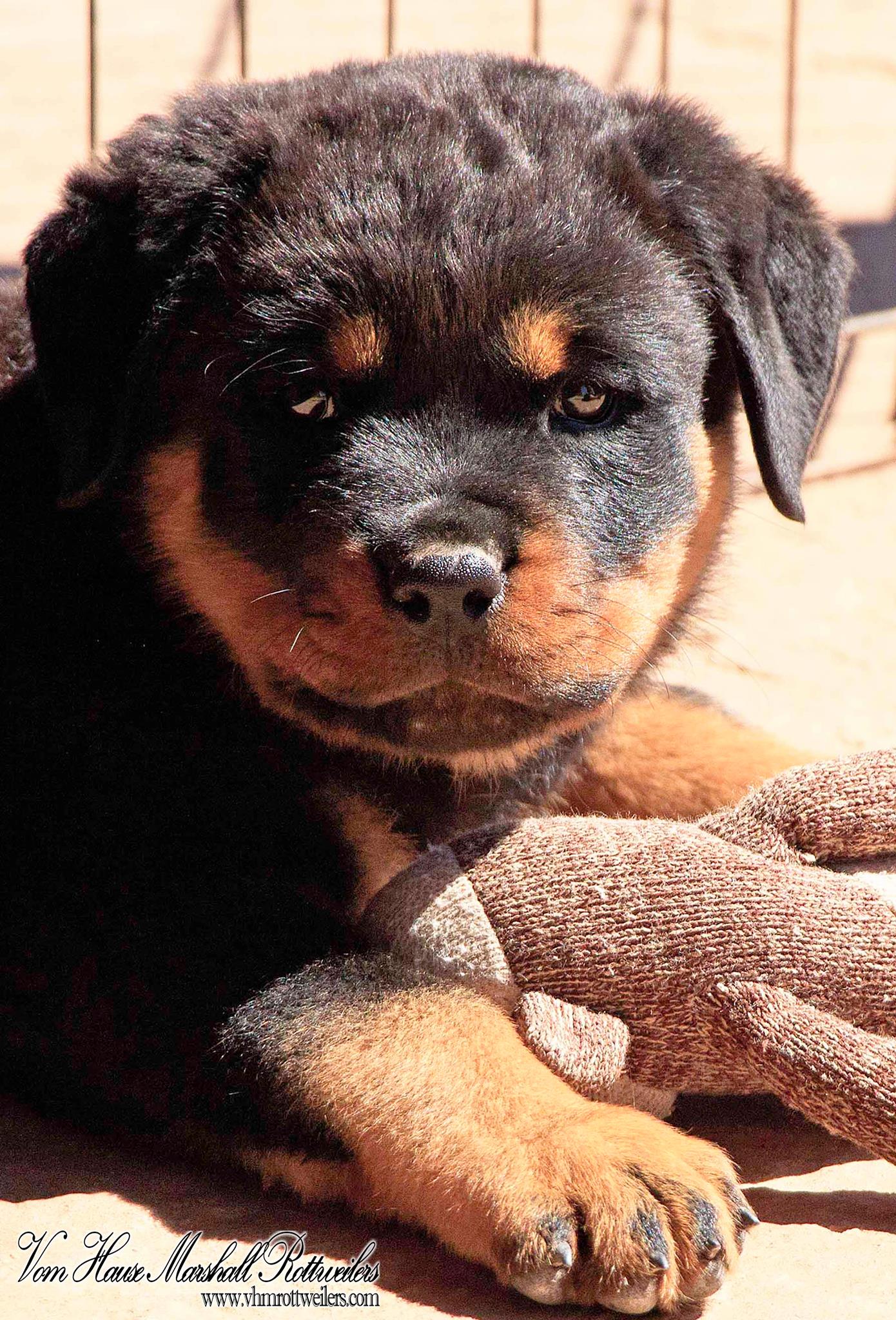 Vom Hause Marshall Rottweilers