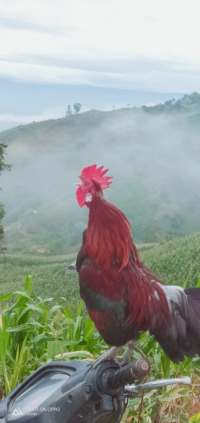 Grup Pikat Ayam Hutan Tanah Karo (Manok Rimba) | Facebook