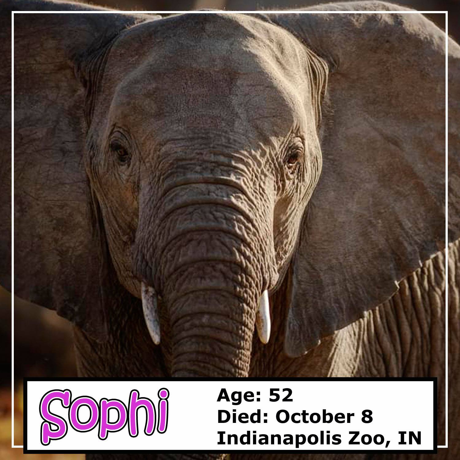 RIP beautiful Sophi.... - Elephant Guardians of Los Angeles