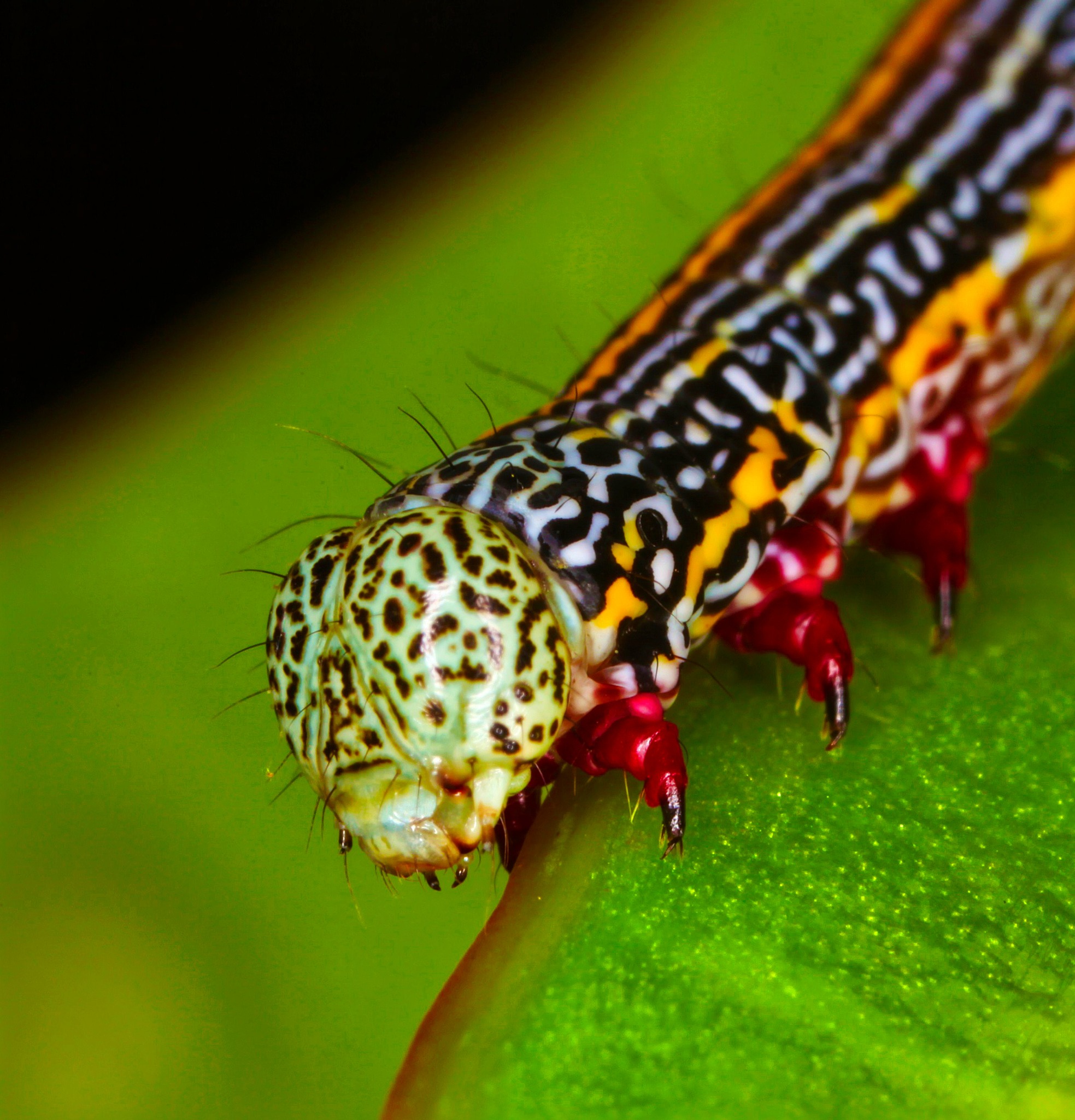 Australian Invertebrates, Bugs & Insects | Caterpillar - My garden ...