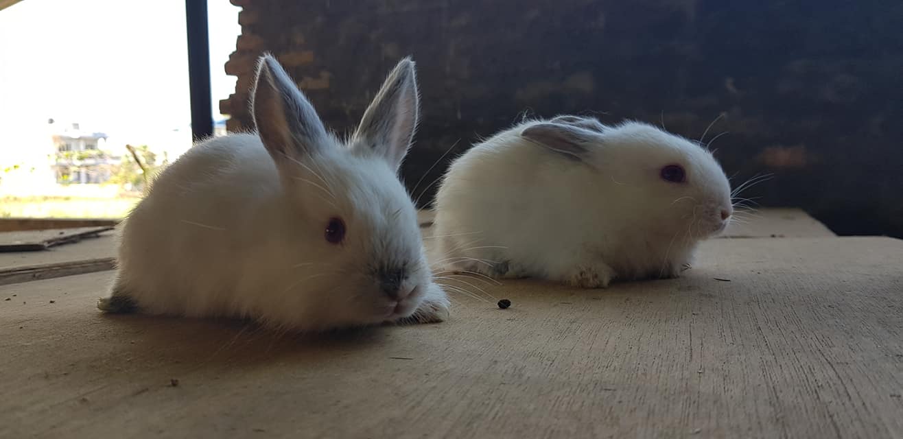 K&K Rabbit farm and research center. | Lumbini