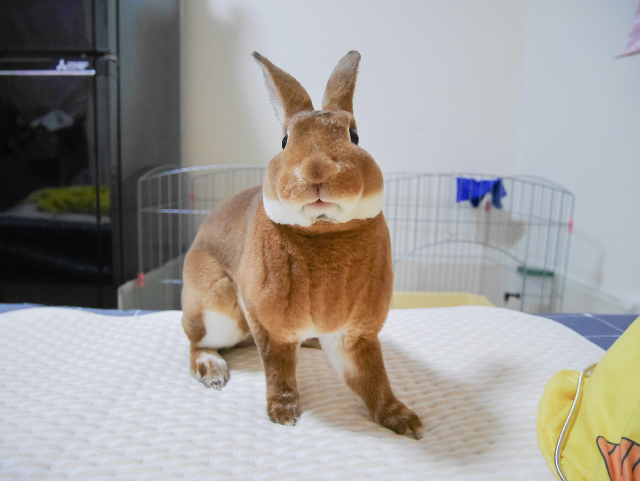 Happy... - หนวดหยอย - บันทึกของคุณเฮเซล : Hazel The Rabbit