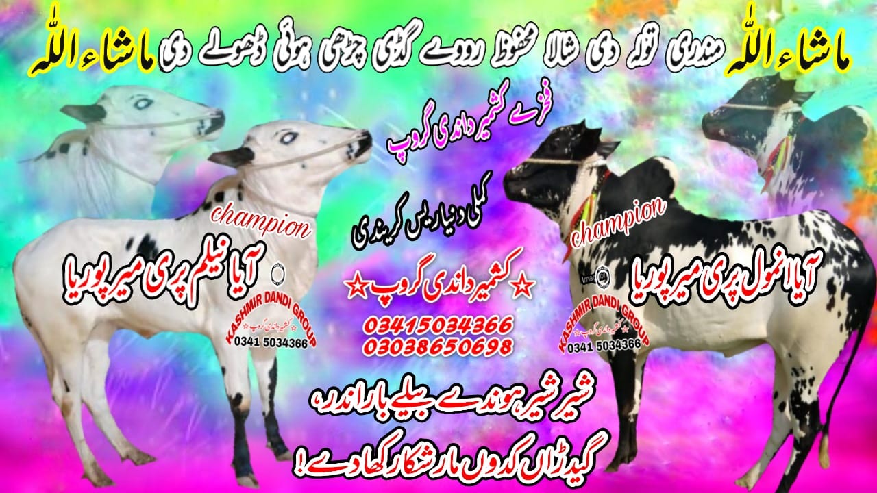 Pothwari sher raja nadeem jatli vs yasir | Pothohari culture | Facebook