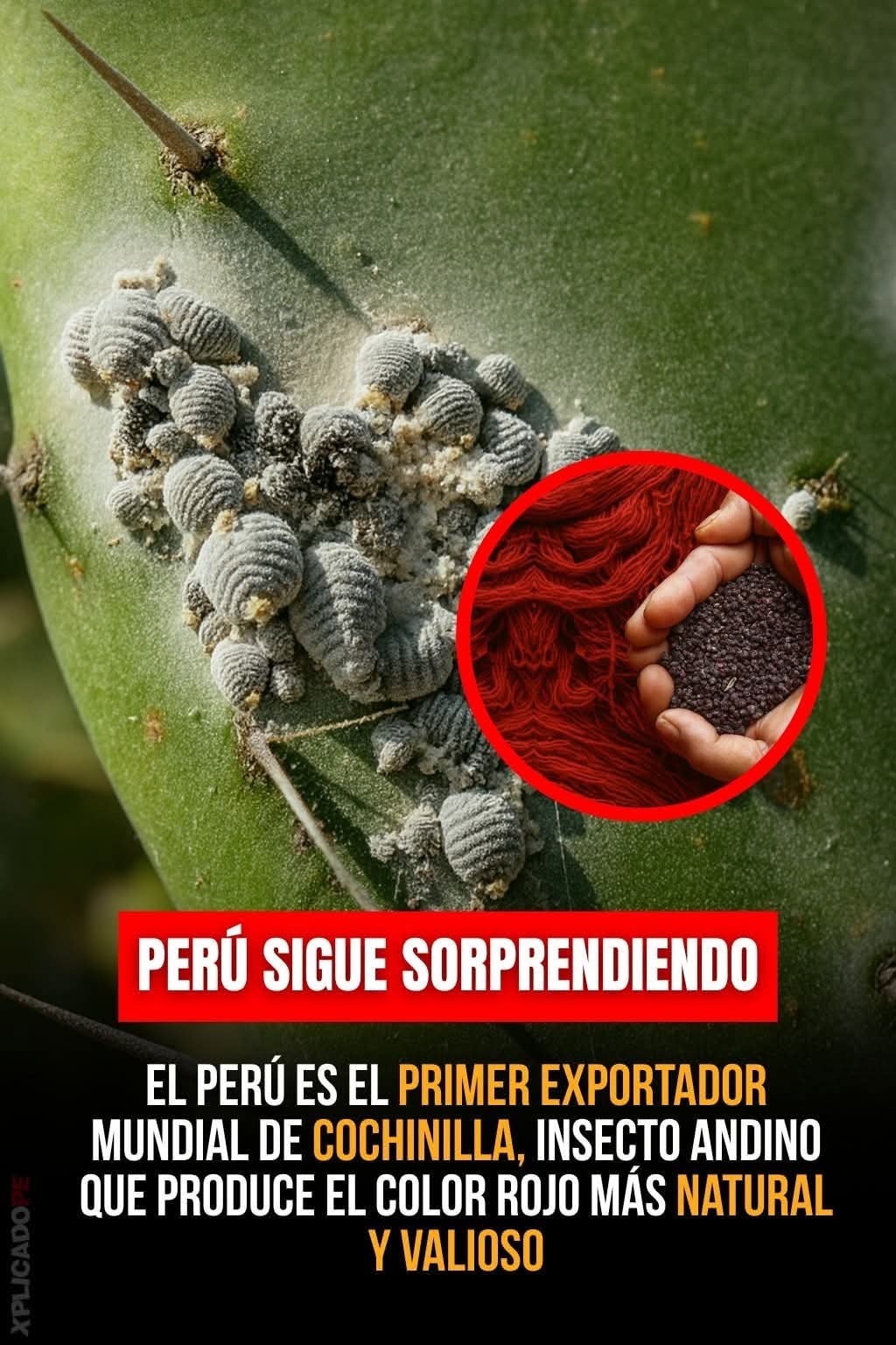 Fanny - 🟥 El Perú sigue sorprendiendo al mundo con la riqueza de su ...
