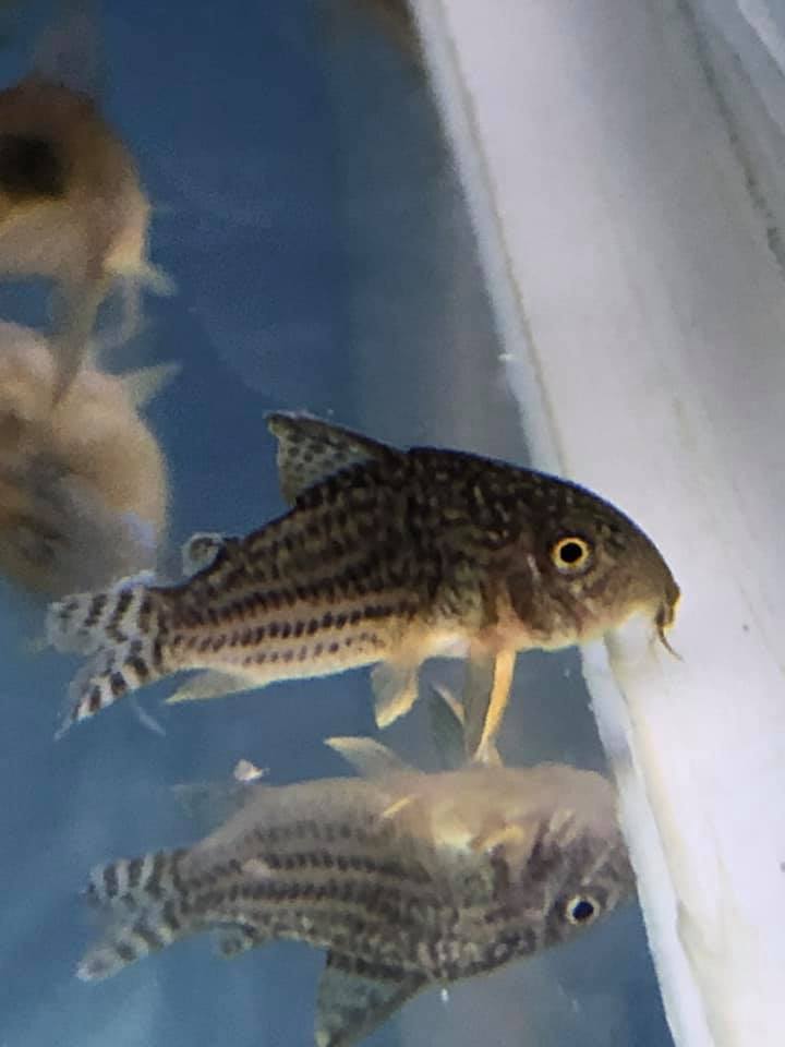 Aztec Aquarium - New fishies in this morning at Aztec... | Facebook
