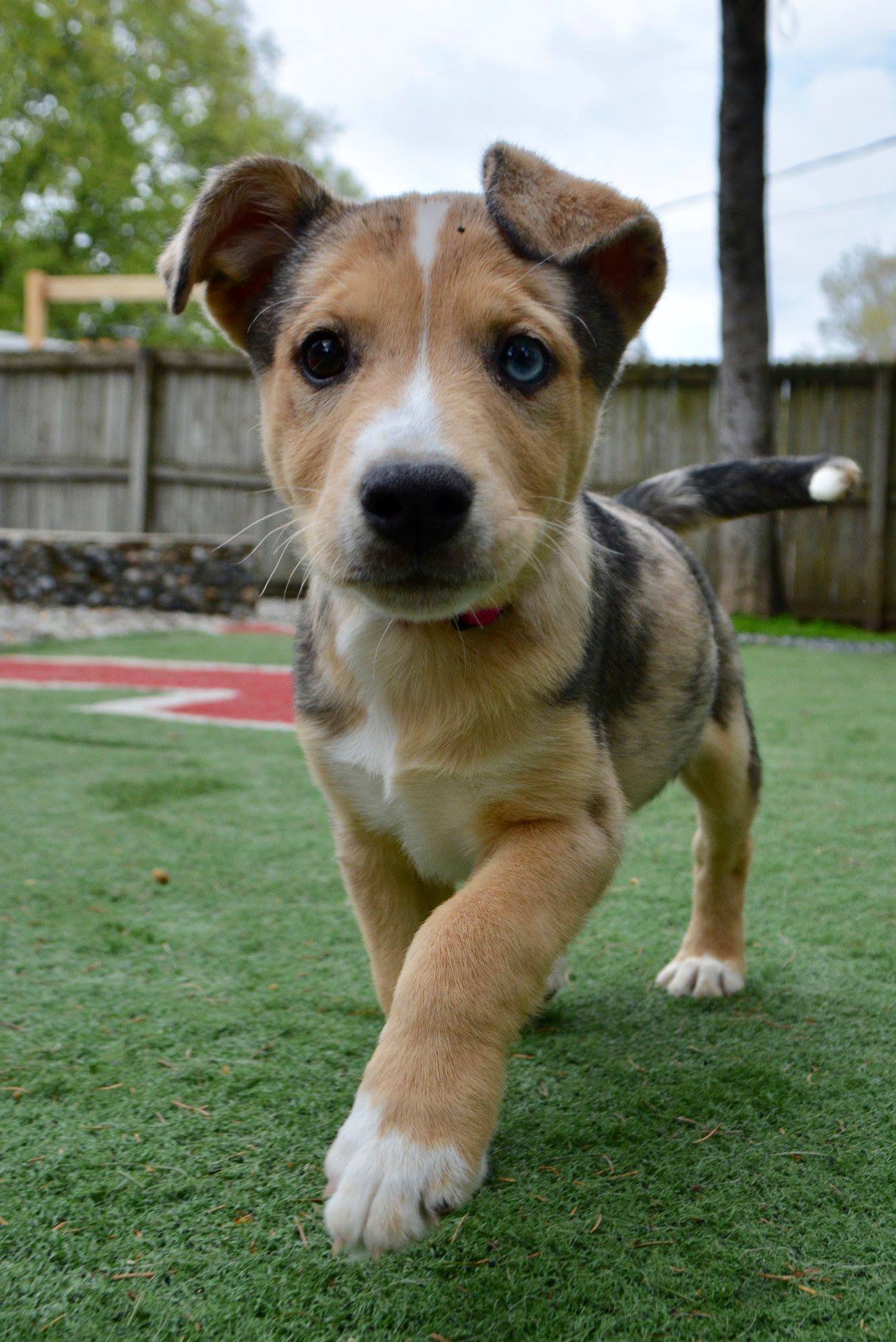 Adopt Poppy, a border collie/blue heeler mix puppy