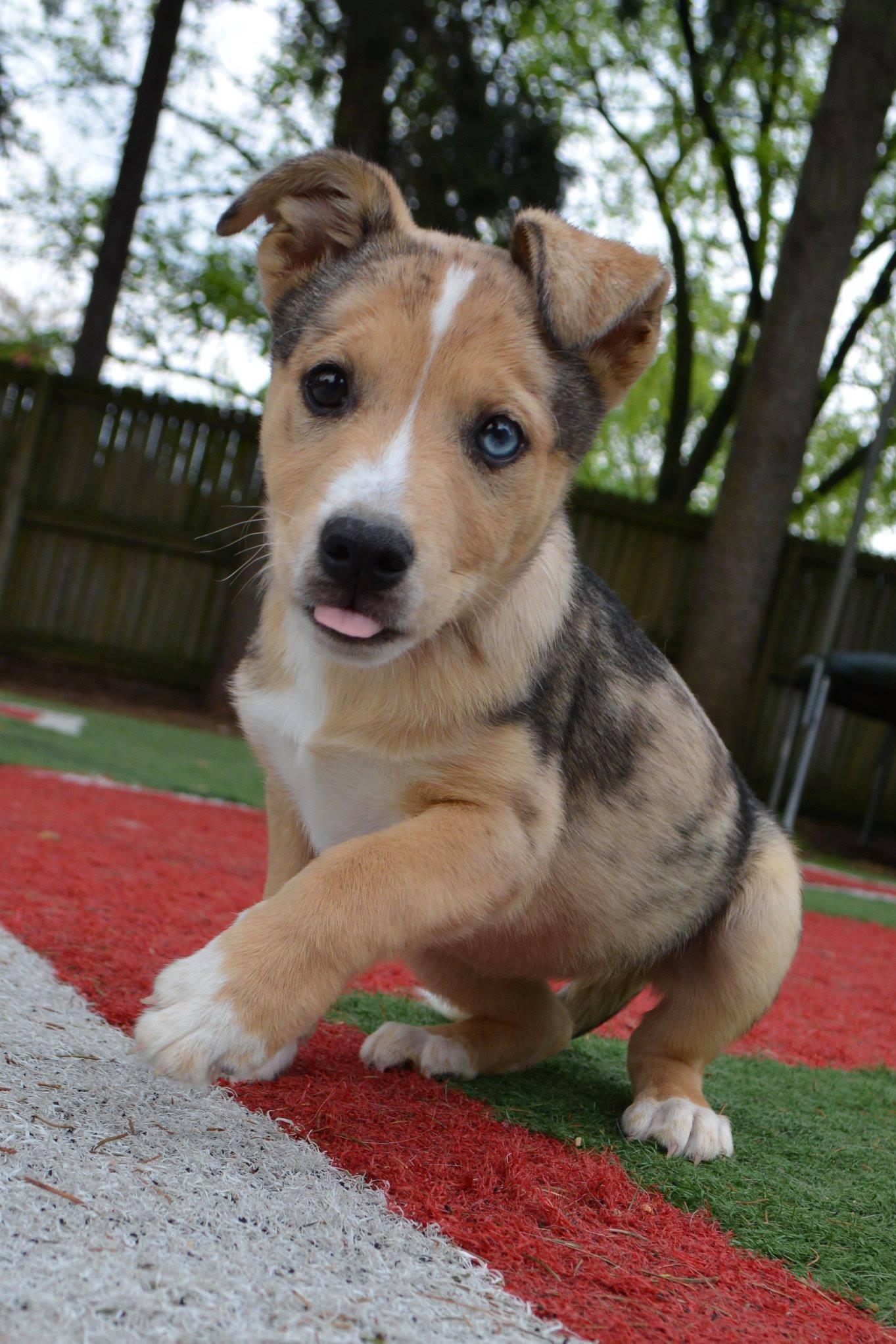 Adopt Poppy, a border collie/blue heeler mix puppy