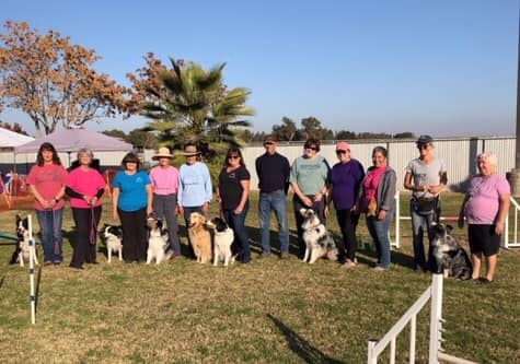 CCSPCA Meet the Trainers Event.... - Touch Down Agility