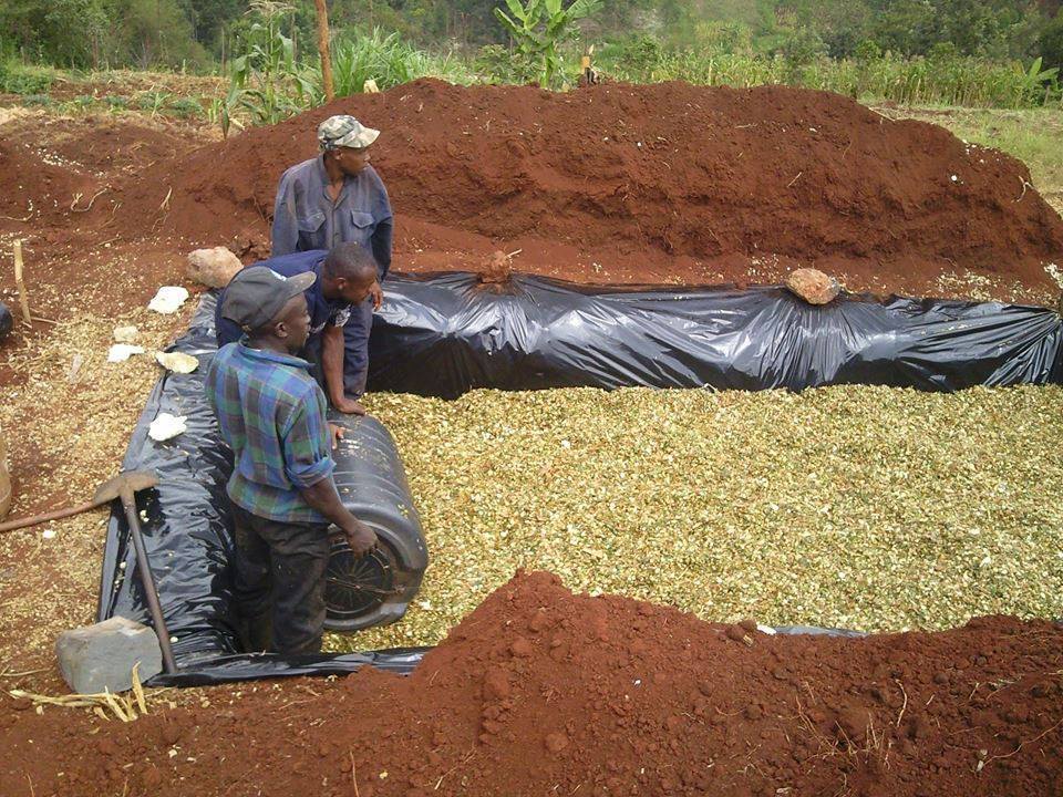 African Farm Resource Centre - HOW TO PREPARE SILAGE FOR DAIRY COWS ...