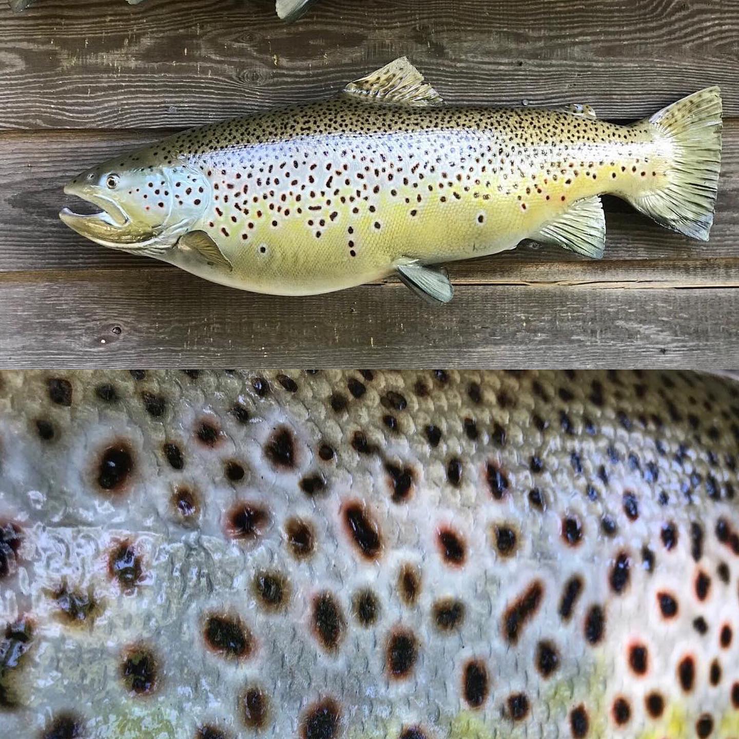 Anglers Choice Fish... - Anglers Choice Fish Replicas