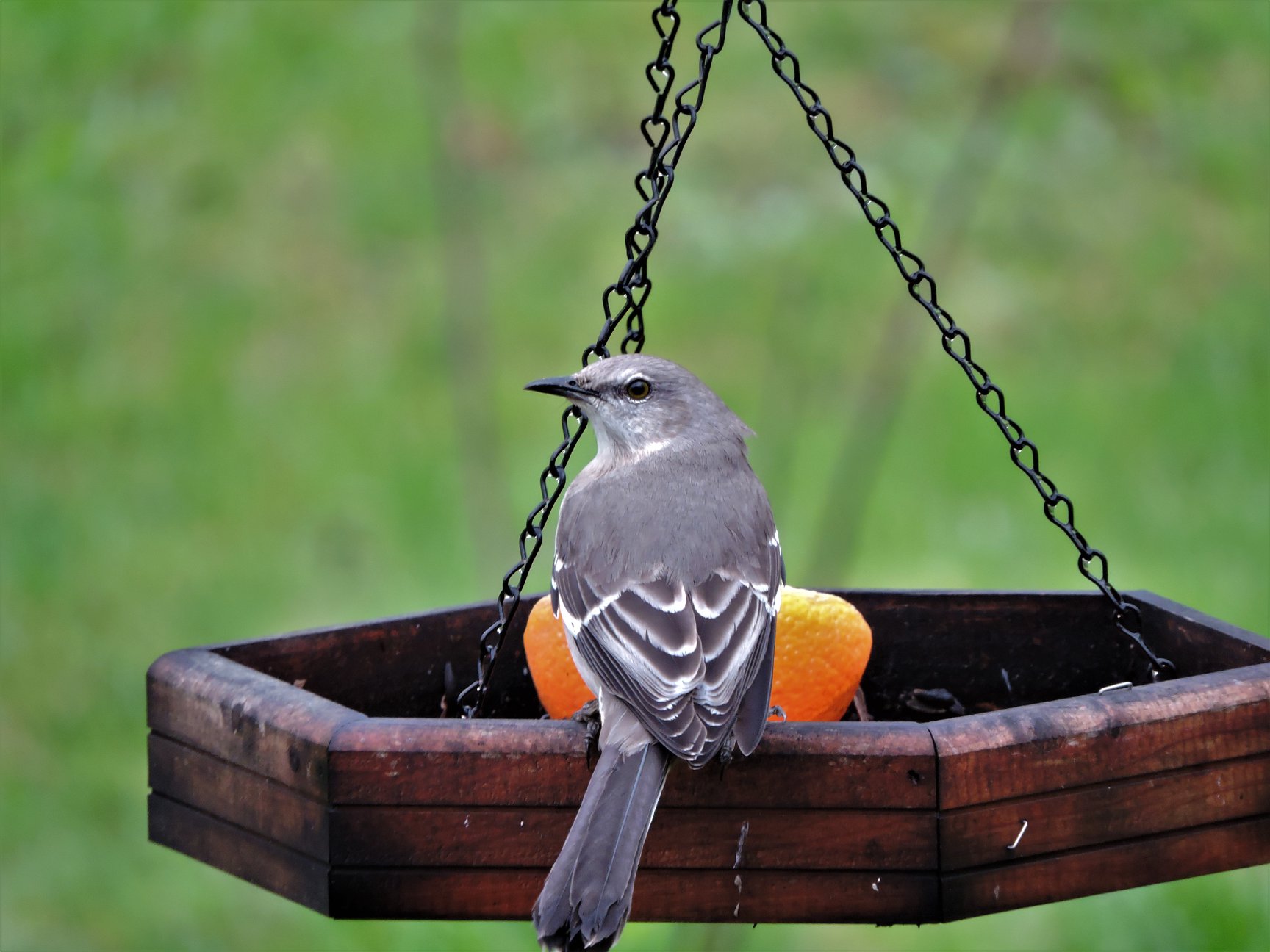 Northern mockingbird visits Baltimore oriole feeder for grape jelly
