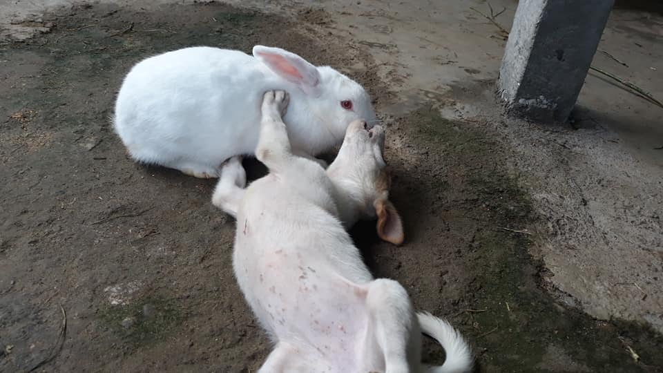 K&K Rabbit farm and research center. | Lumbini