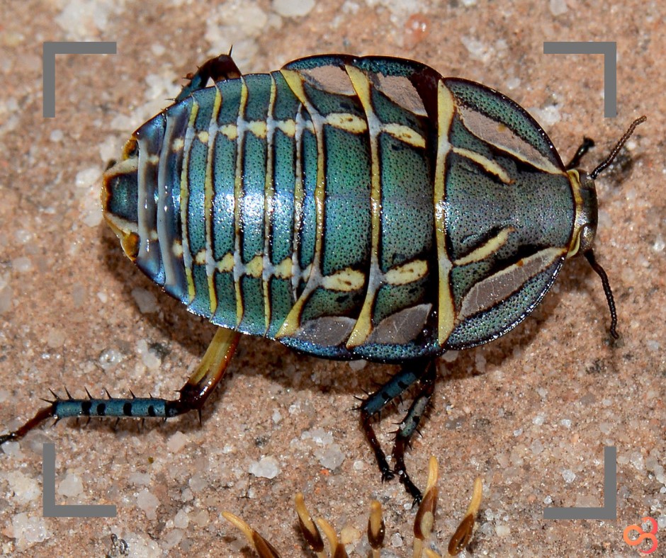 Species of the Week – Mitchell's Diurnal Cockroach (Polyzosteria