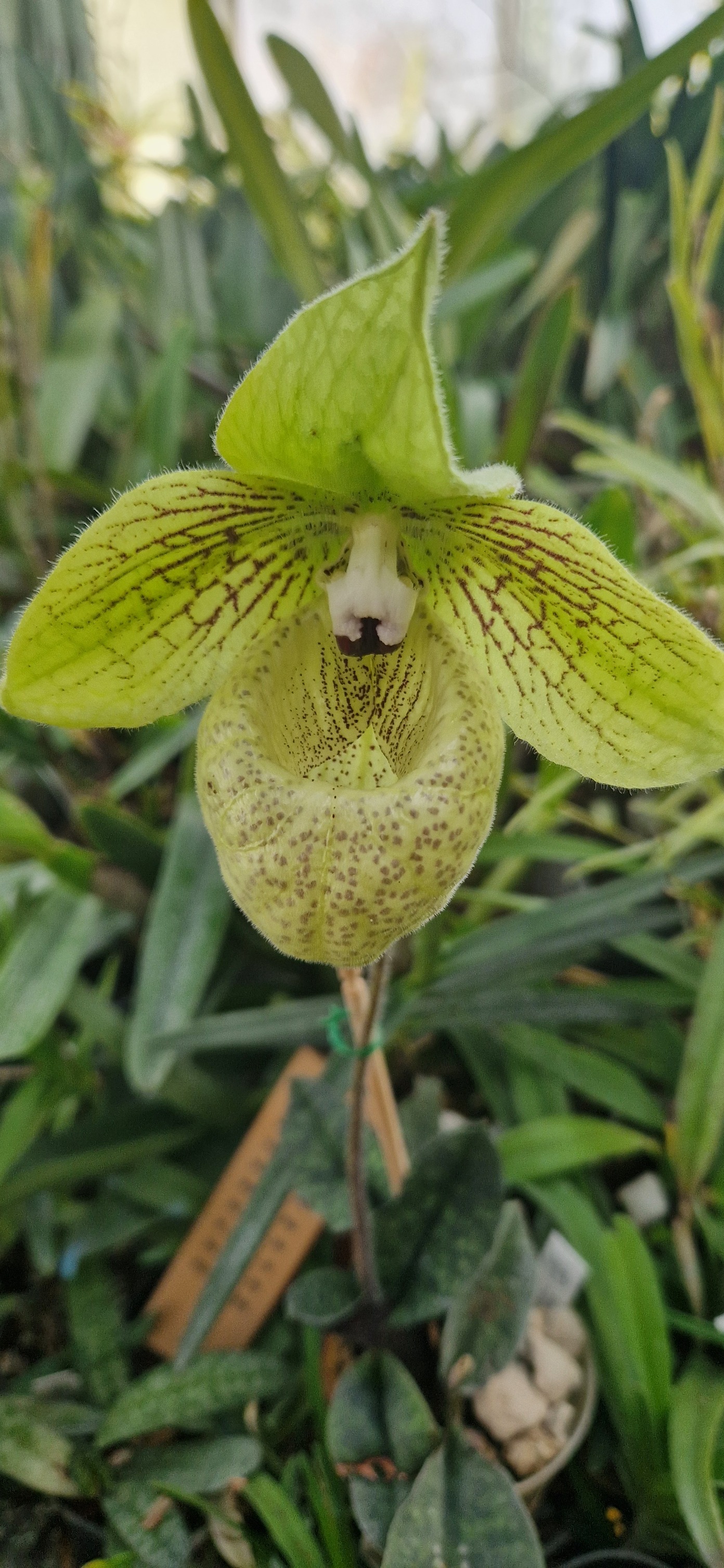 Cleisocentron malipoensis orchid from China
