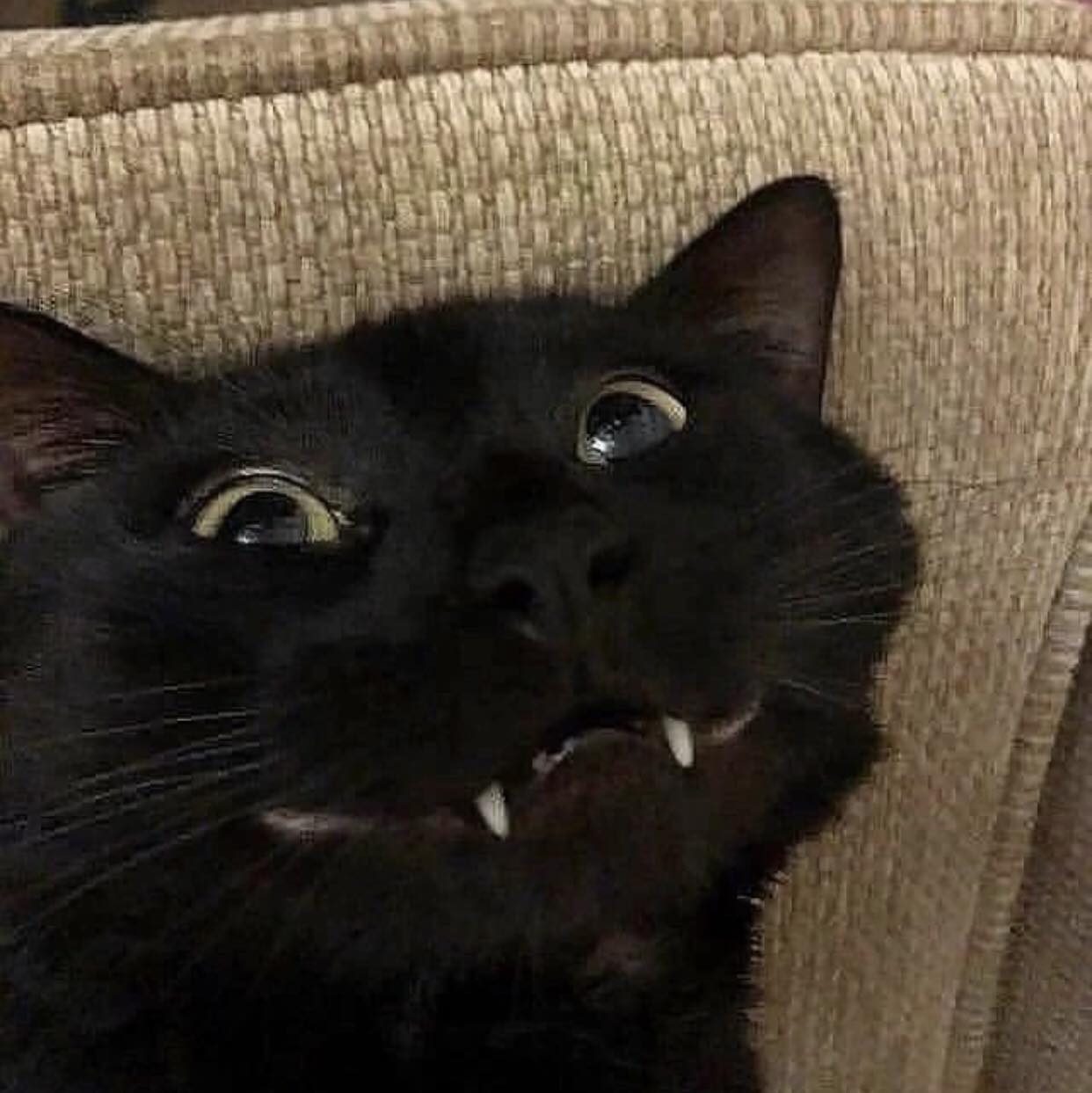 The panic when he realized what he'd done 😹 (@sammie_43 /tt) | Funny ...