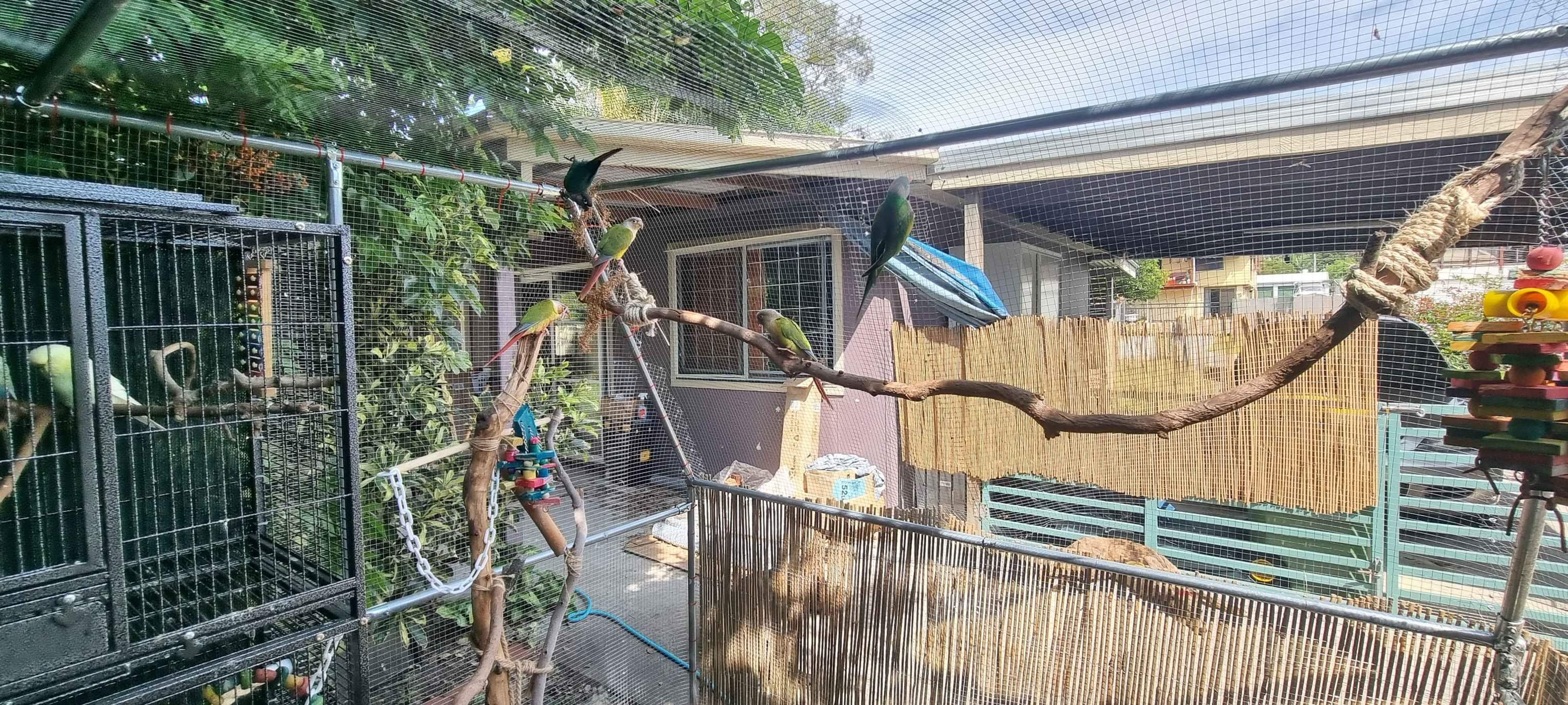 Curated visual reference: Fresh Look at Bird Aviary With Double Door Structures Mango Hill