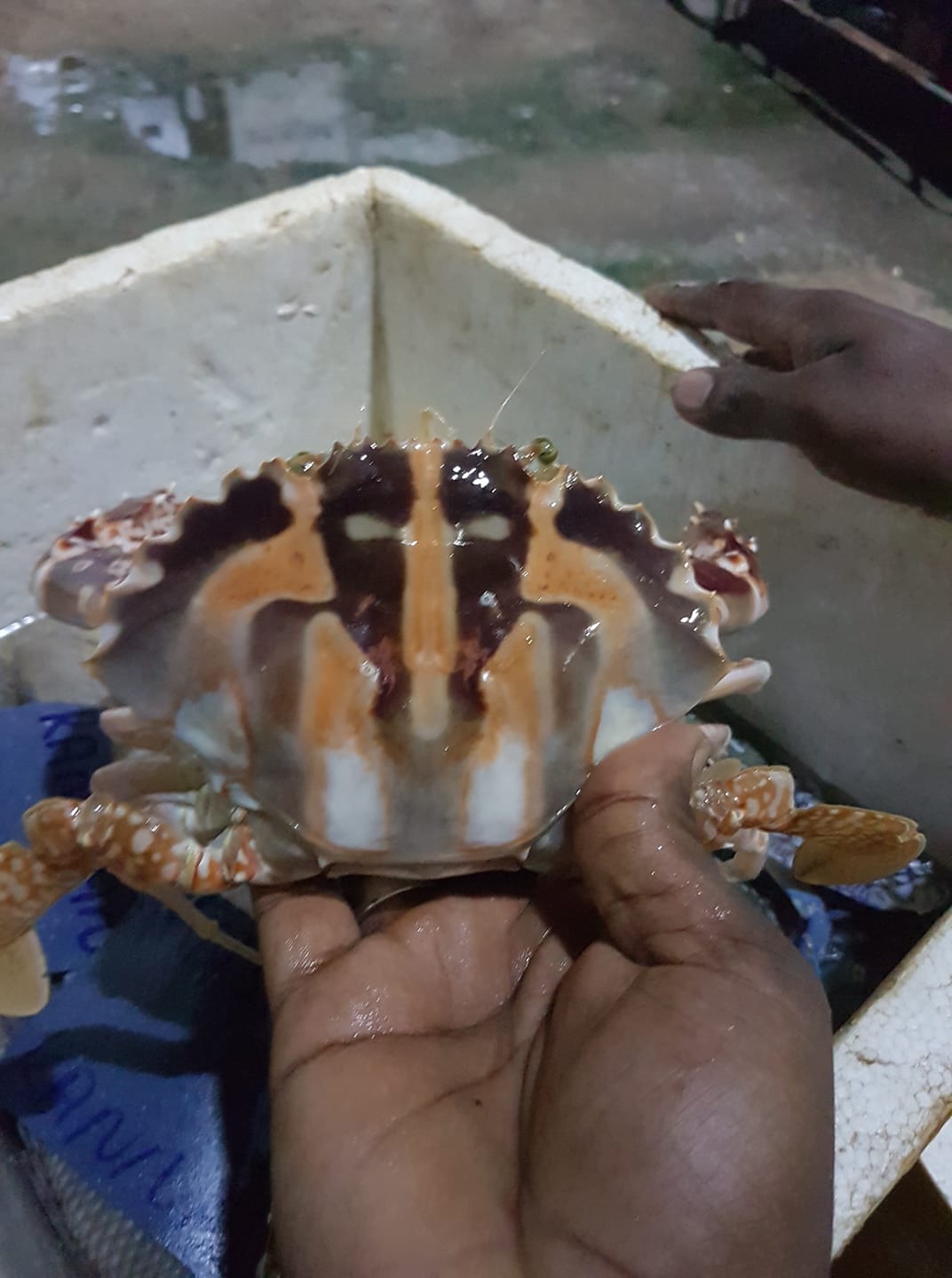 ZIA Fresh Fish Colombo | Wattala