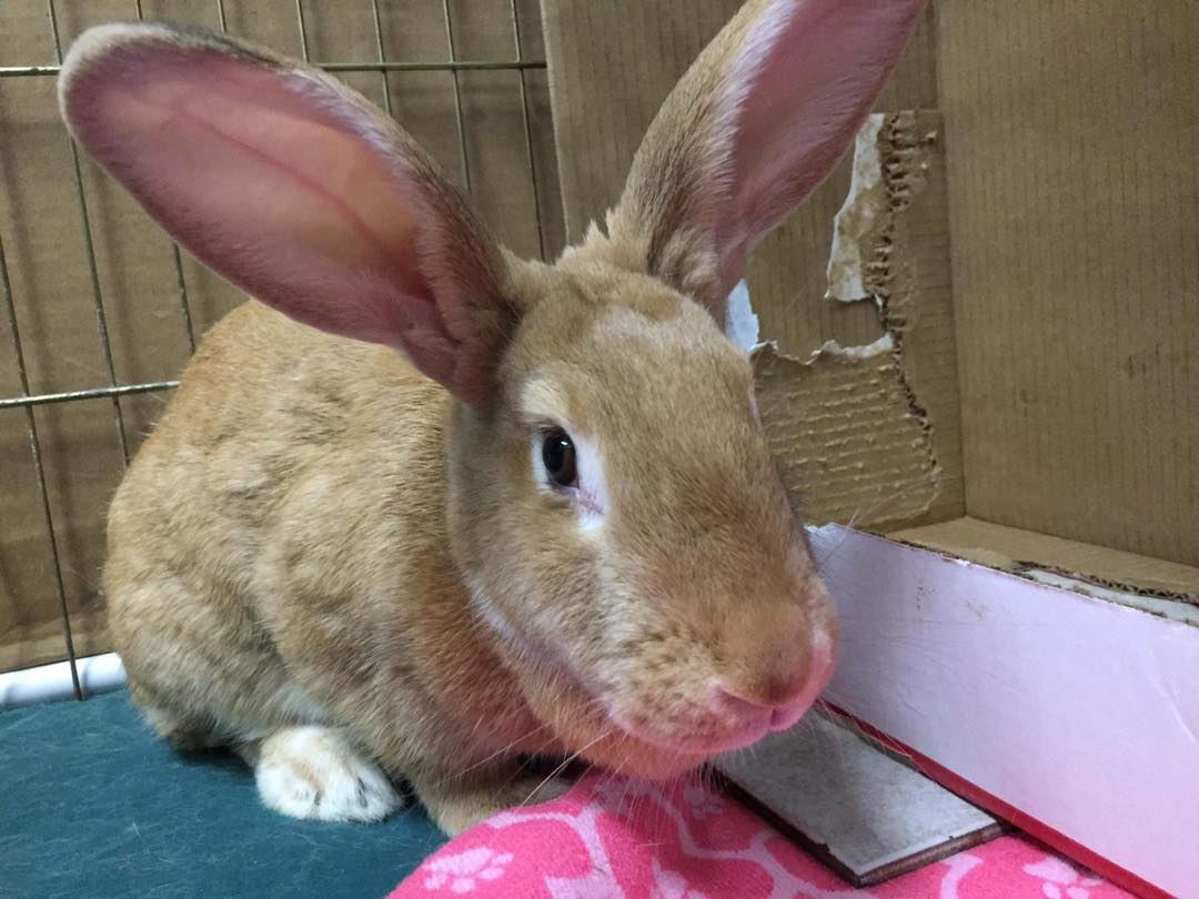 Welcome gorgeous Miss... - Indiana House Rabbit Society