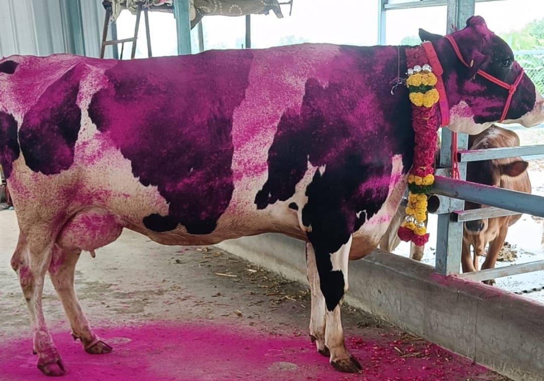 Amrutha Dairy Farms