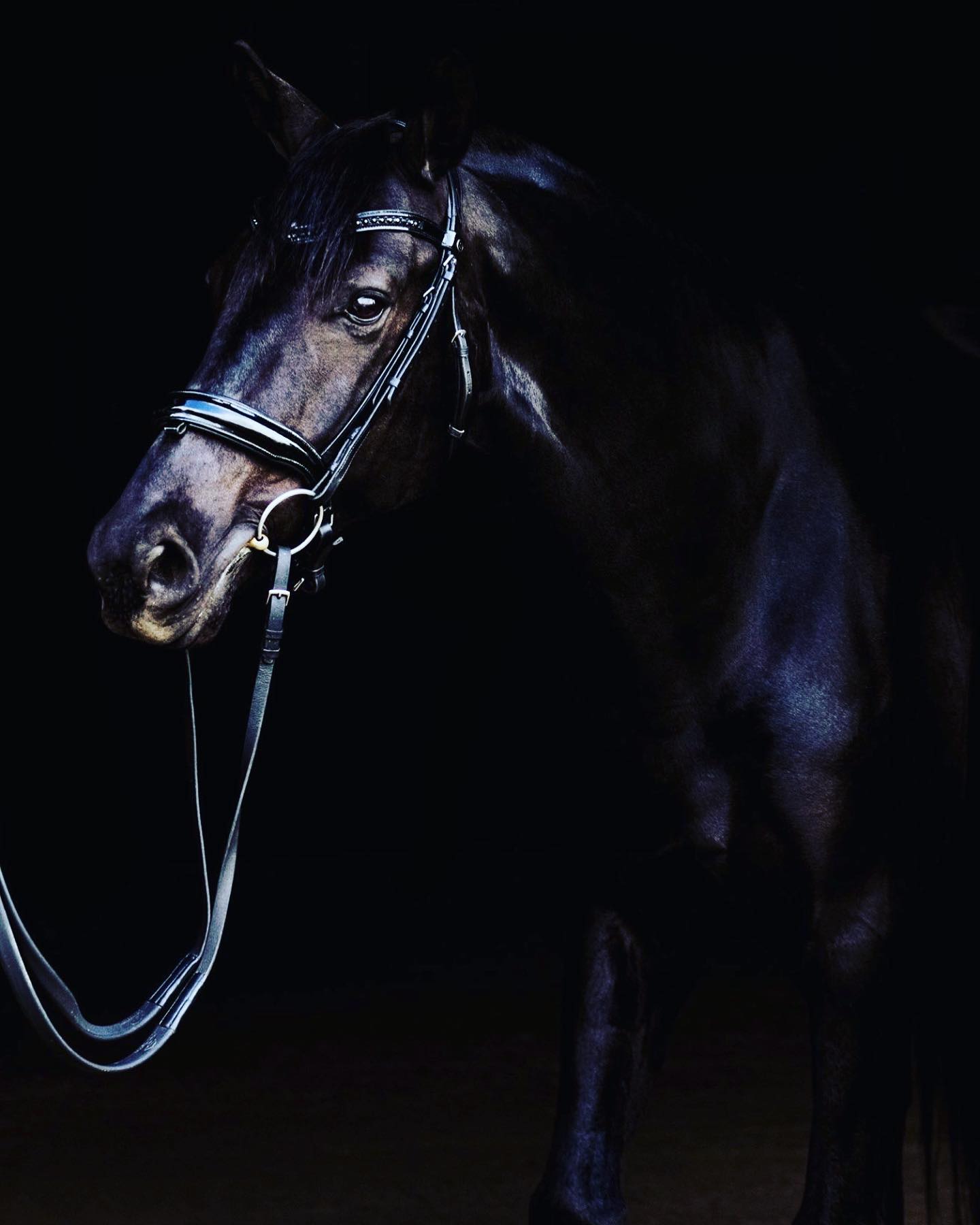Becky Rutkowski Dressage