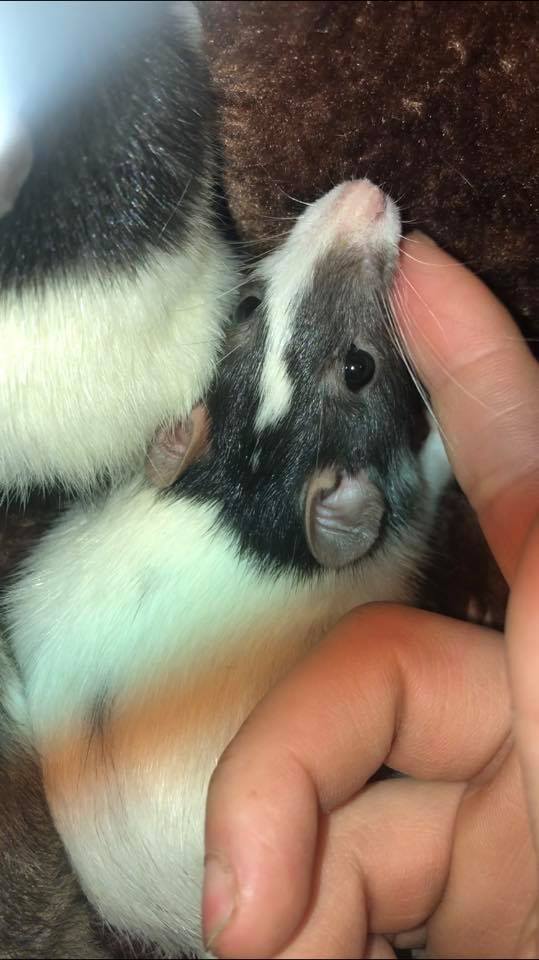 Pacific Northwest Rattery | Port Orchard WA
