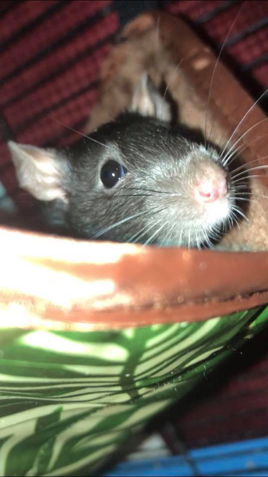Pacific Northwest Rattery | Port Orchard WA