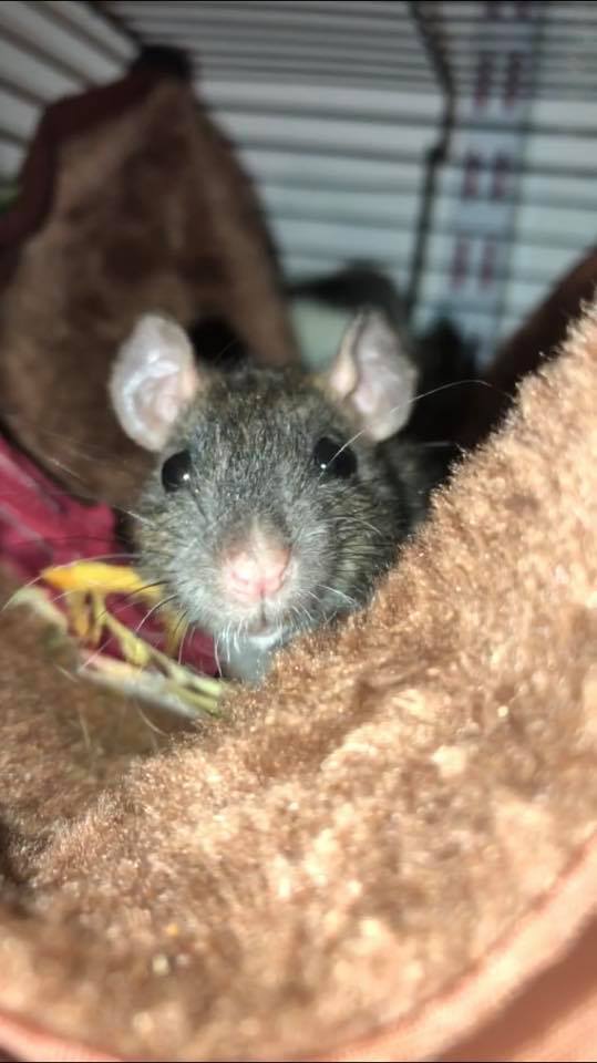Pacific Northwest Rattery | Port Orchard WA
