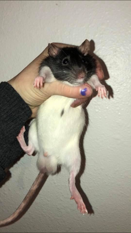Pacific Northwest Rattery | Port Orchard WA