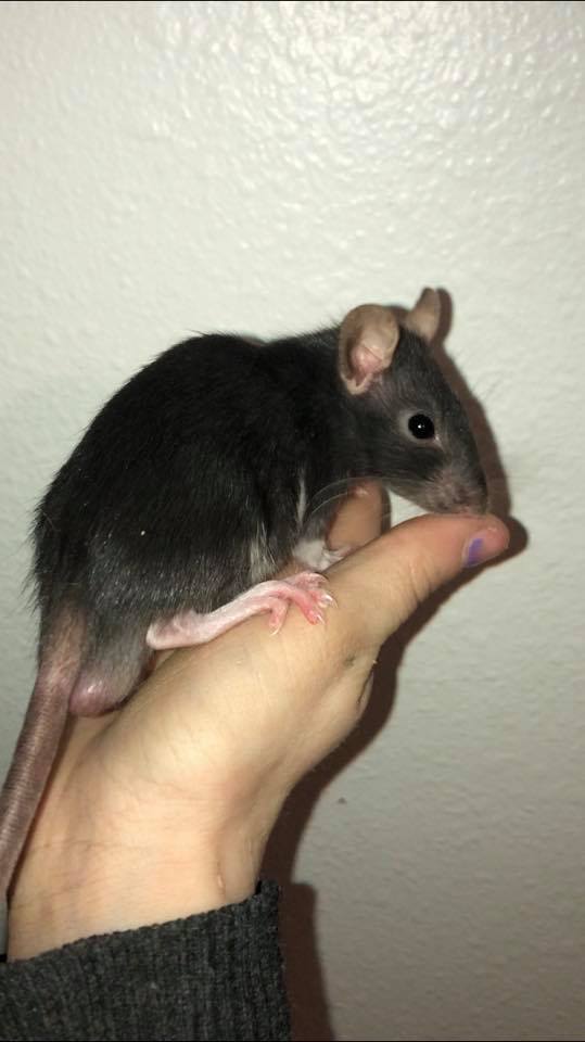 Pacific Northwest Rattery | Port Orchard WA
