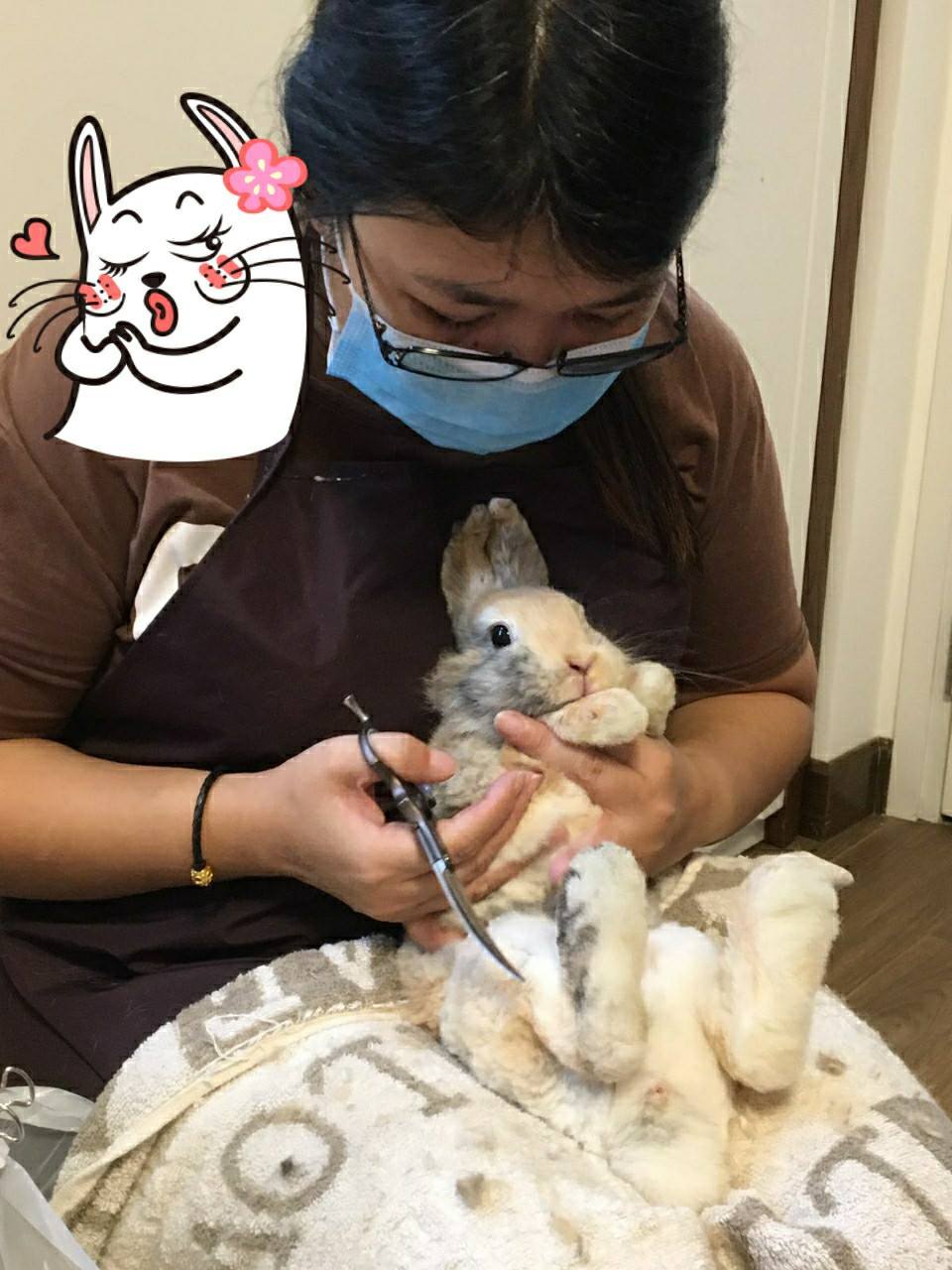 超可愛的... - Rabbit Pro Grooming & Care Service - Shirley 兔兔上門美容