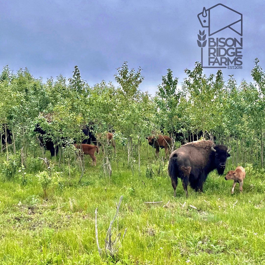 Did you know?! Bison are often... - Bison Ridge Farms