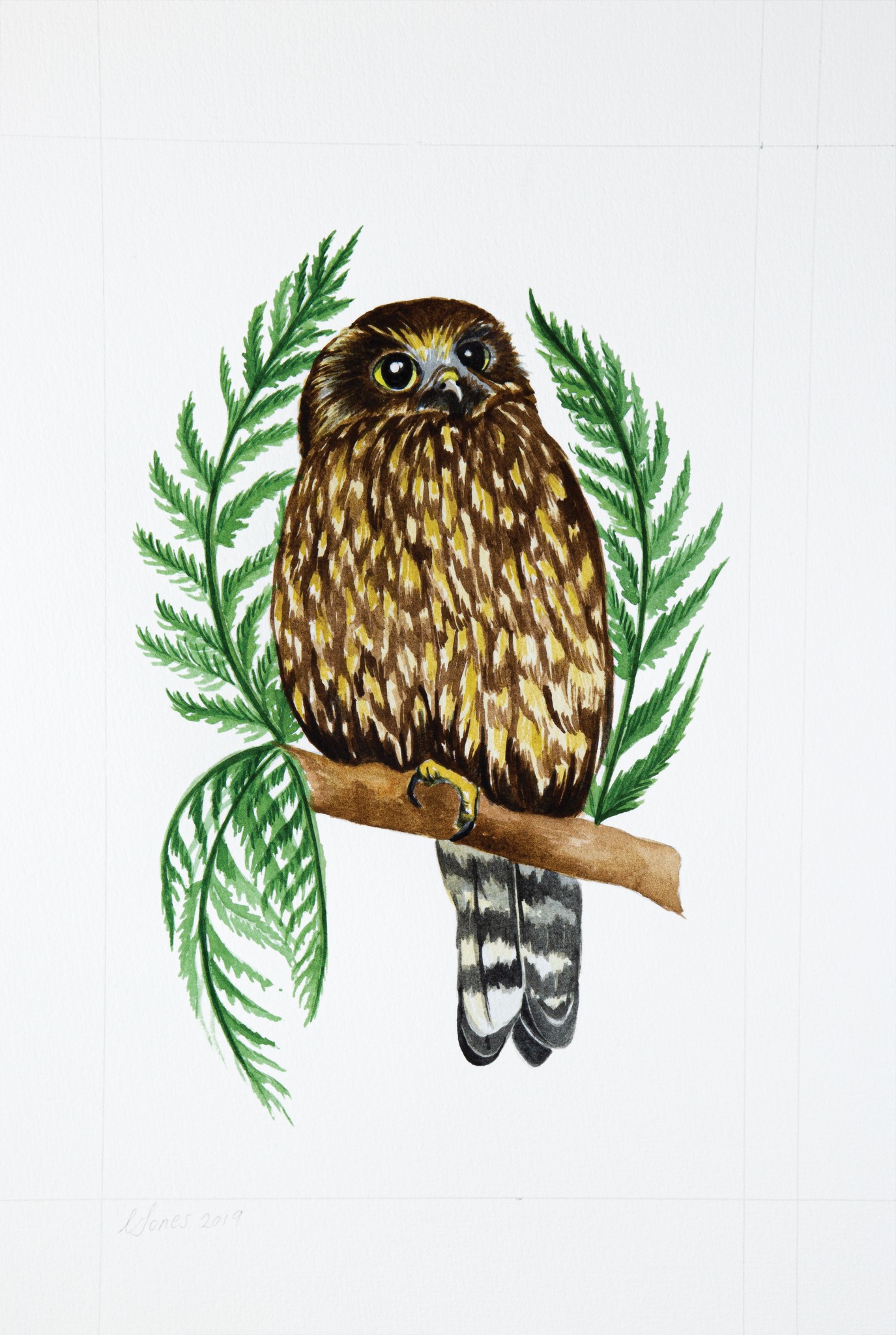 Cornwall - Our Bird of the Month is Ruru/Morepork (Ninox ...
