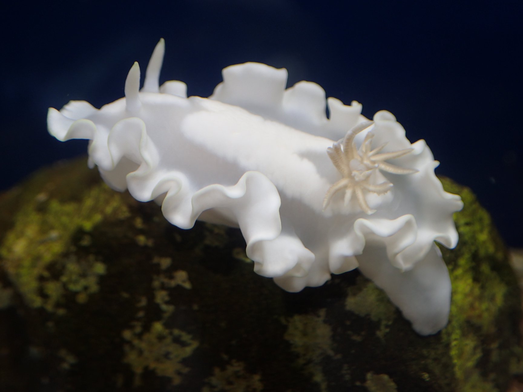 海遊館サテライトギャラリー「ウミウシminimini水族館」 - 真っ白なウミウシ「シロタエイロウミウシ」を展示中です。ウミウシ ...