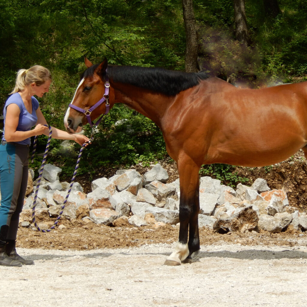 💁‍♀️Supporting your Horse's 🐴Posture in... - Equitopia Center
