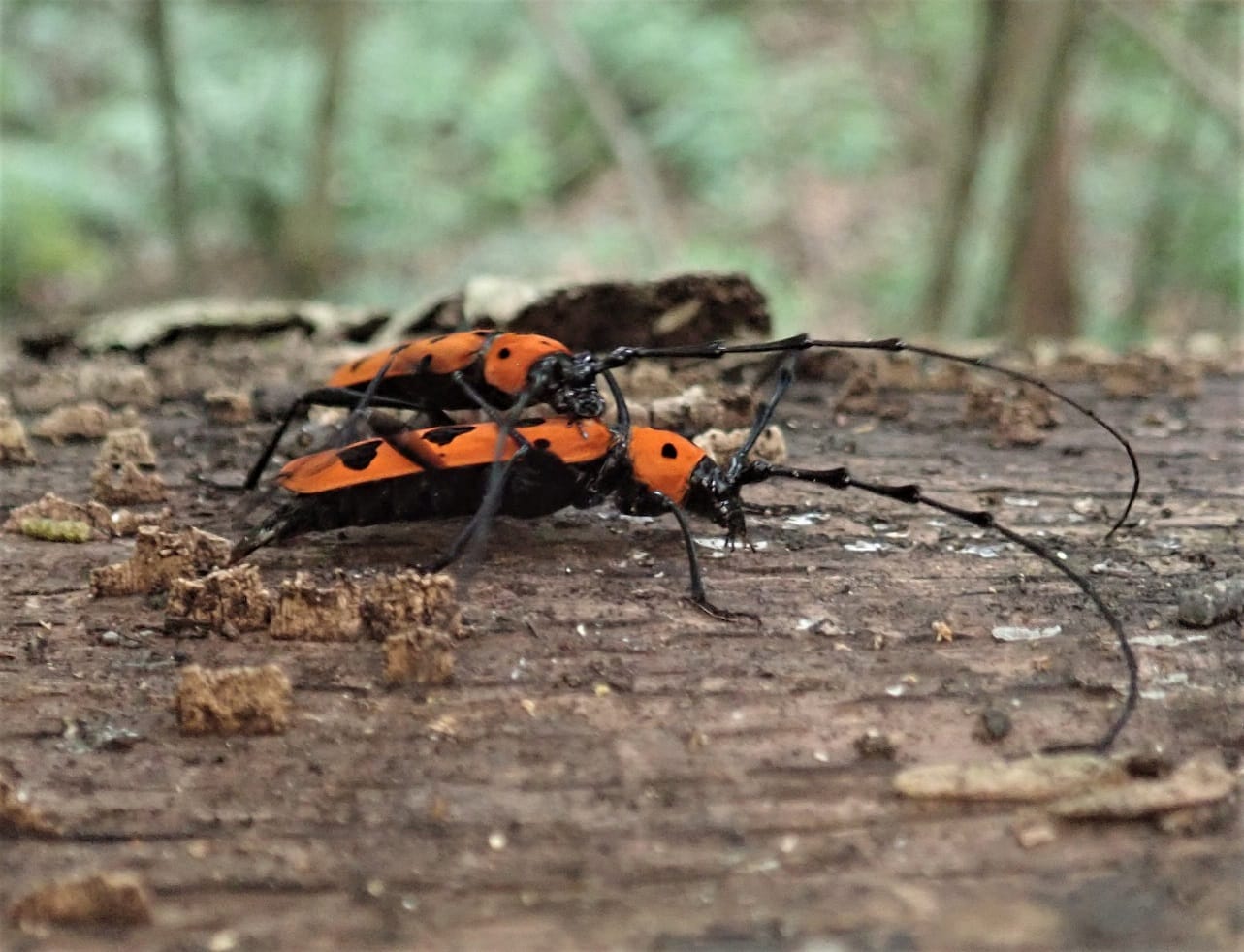 ここ数日の虫たち。 奄美の夏虫フェリエベニボシカミキリ、ウスバ
