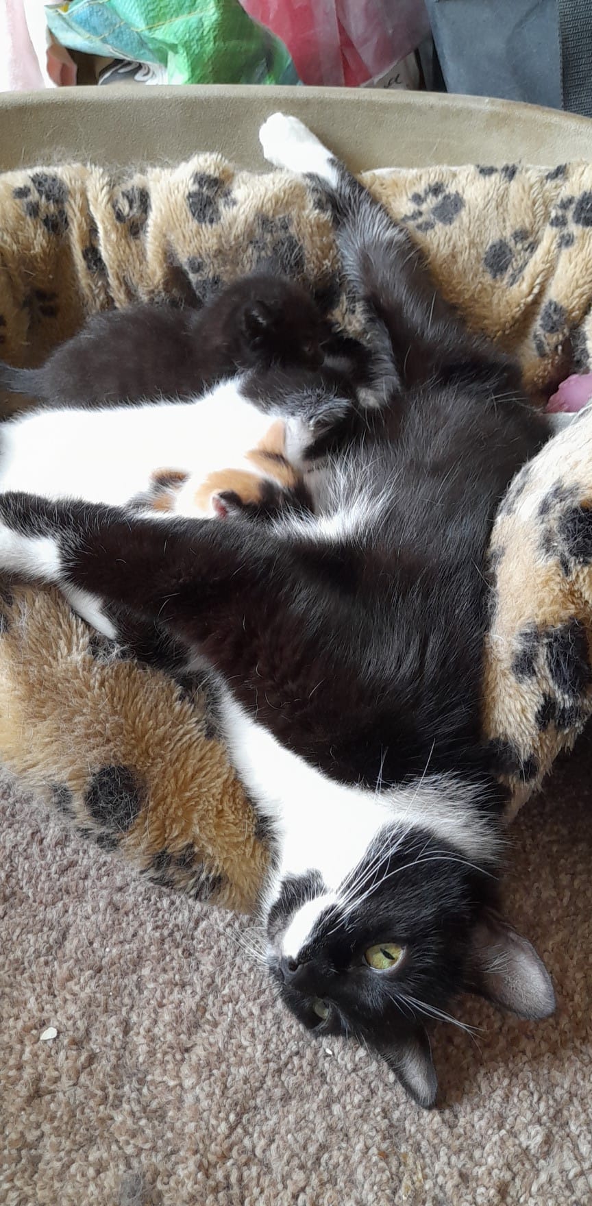 Kirkby cats home Home Facebook
