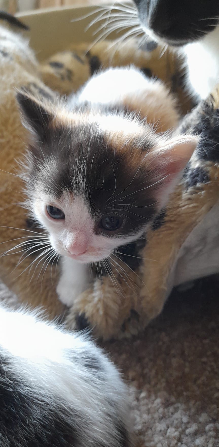 Kirkby cats home Home Facebook