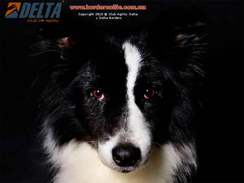 DELTA Borders - La raza Border Collie como su nombre en...