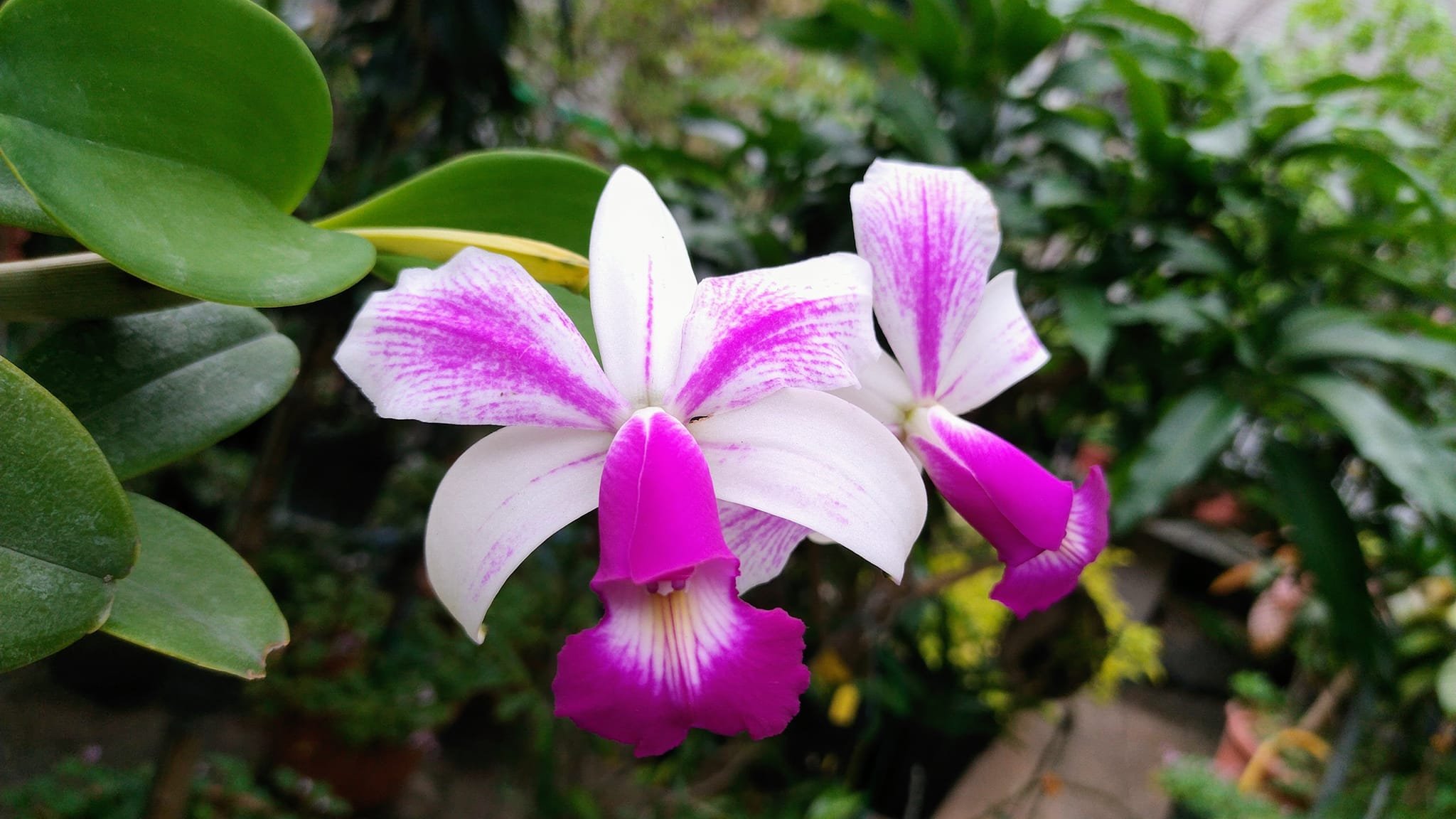 Stunning c violacea semi alba flamea cattleya