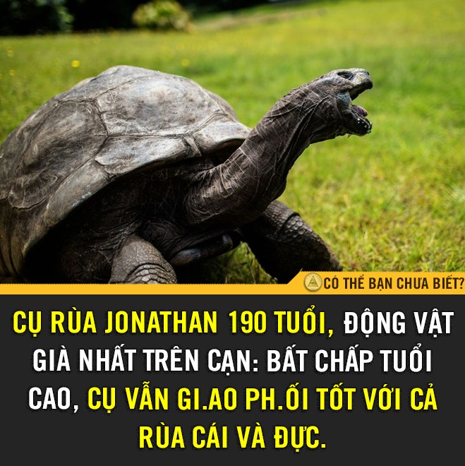 Có thể bạn chưa biết? - GỪNG CÀNG GIÀ CÀNG CAY 😁 Trong khi không có ghi ...