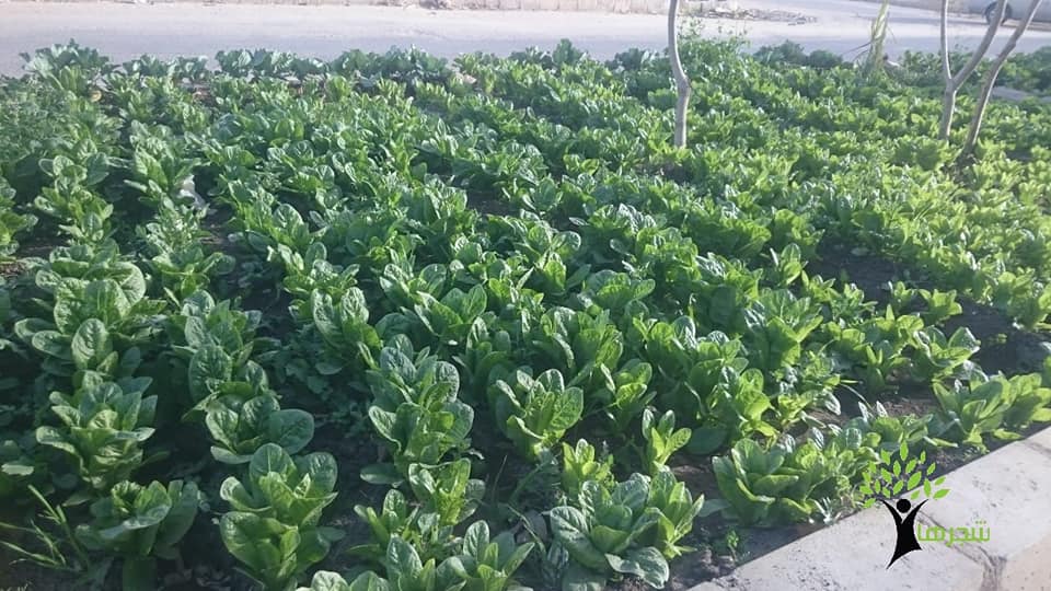 Shagrha - شجرها - الناس مش هتسيب اي خضار او فاكهة يطلعوا... | Facebook