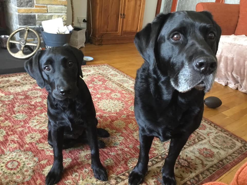 Meet our latest... - Labrador Retriever Rescue Scotland | Facebook