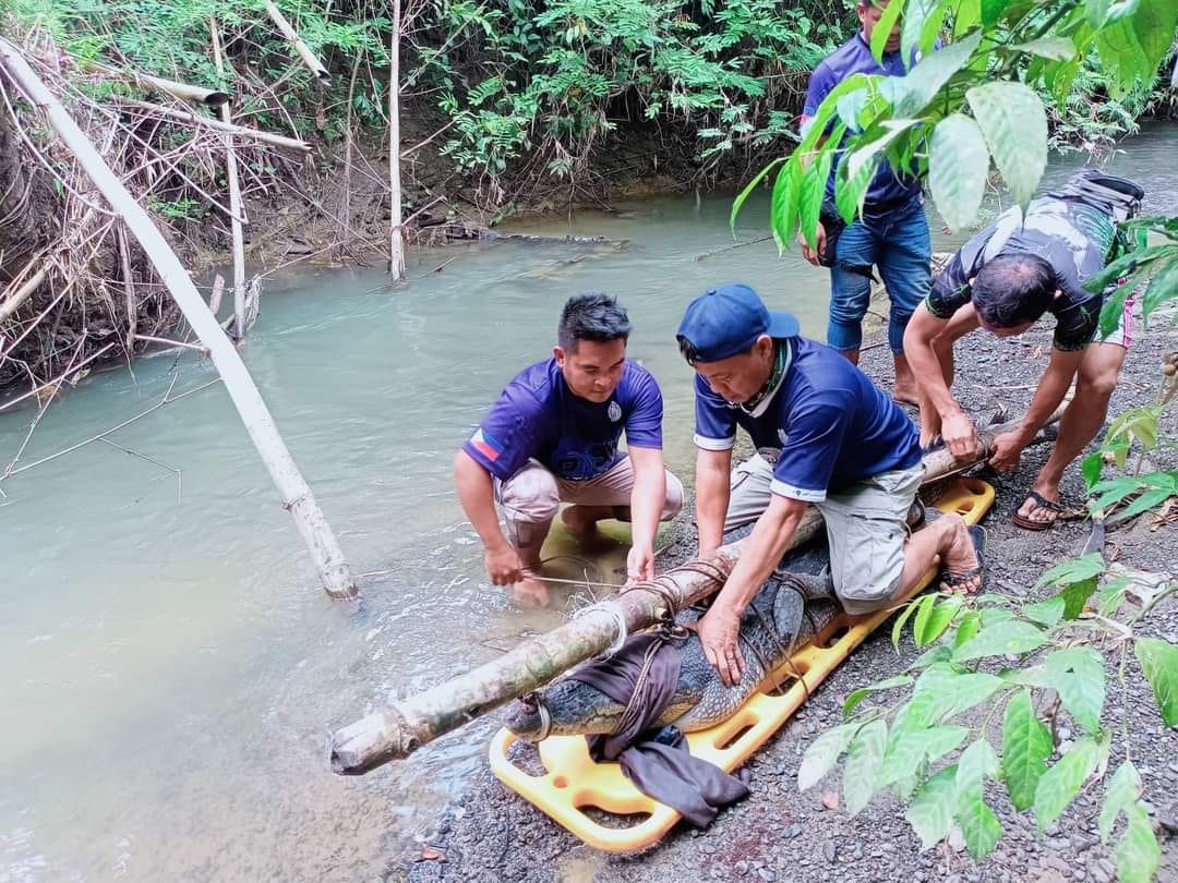 Repetek, - SALTWATER CROCODILE NA NAHULI SA BATARAZA, IBINALIK SA ...