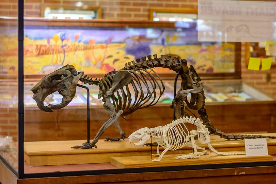 Fossil Crates - Only horned rodent!!!!!!! Meet a mammal new to me: # ...